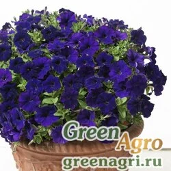 Семена Петуния ампельная гибридная (Petunia x hybrida) "Gioconda F1" (blue) pelleted 100 шт.