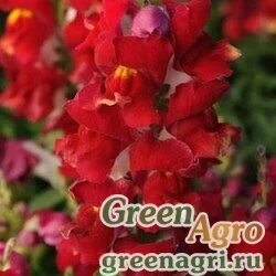 Семена Львиный зев (Антирринум) большой (Antirrhinum majus) "Snapshot F1" (red bicolor) raw 250 шт.