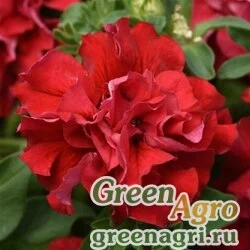 Семена Петуния крупноцветковая махровая (Petunia grandiflora) "Double Cascade F1" (valentine) pelleted 1000 шт.