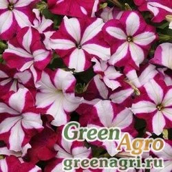 Семена Петуния ампельная гибридная (Petunia x hybrida) "Easy Wave F1" (mix starfish) pelleted 100 шт.