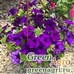 Семена Петуния ампельная гибридная (Petunia minimultiflora) "Pendolino F1" (blue) raw 1000 шт.