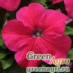 Семена Петуния крупноцветковая (генетически компактная) (Petunia grandiflora) "Ez Rider F1" (rose) pelleted 100 шт.