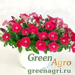 Семена Петуния ампельная гибридная (Petunia minimultiflora) "Pendolino F1" (rose eye) pelleted 1000 шт.