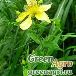 Семена Зверобой большой (Hypericum ascyron) 4 г