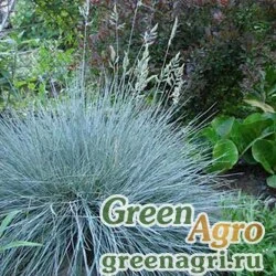 Семена Овсяница сизая (Festuca glauca) "Festina" (green) multi-pelleted 100 шт.