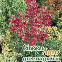 Семена Лобелия прекрасная (Lobelia speciosa) "Starship F1" (burgundy) pelleted 500 шт.