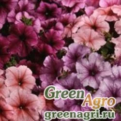 Семена Петуния многоцветковая (Petunia multiflora) "Mirage F1" (mix reflections) raw 1000 шт.