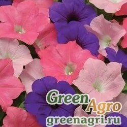 Семена Петуния ампельная гибридная (Petunia x hybrida) "Easy Wave F1" (mix beachcomber) pelleted 100 шт.