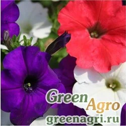 Семена Петуния крупноцветковая (Petunia grandiflora) "Dreams F1" (mix patriot) raw 1000 шт.