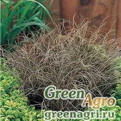 Семена Осока власовидная (Carex comans) "Bronco" (bronze) multi-pelleted 100 шт.