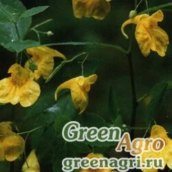 Семена Бальзамин обыкновенный (Impatiens noli-tangere) 15 г