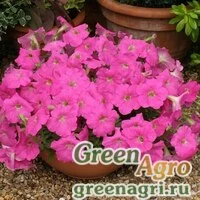 Семена Петуния гибридная ампельная (Petunia multiflora) "Rapide F1" (bright rose) raw 1000 шт.