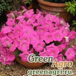 Семена Петуния гибридная ампельная (Petunia multiflora) "Rapide F1" (bright rose) raw 1000 шт.