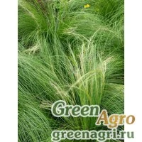 Семена Ковыль тончайший (Stipa tenuissima) "Pony Tails" (green) multi-pelleted 100 шт.