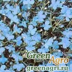 Семена Лобелия прекрасная (Lobelia speciosa) "Starship F1" (blue) pelleted 500 шт.