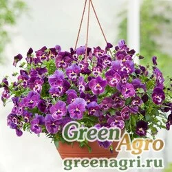 Семена Виола Виттрока ампельная (Viola wittrockiana) "Cool Wave F1" (raspberry) primed 100 шт.