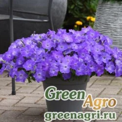 Семена Петуния ампельная гибридная (Petunia x hybrida) "Easy Wave F1" (lavender sky blue) pelleted 1000 шт.