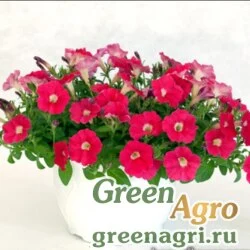 Семена Петуния ампельная гибридная (Petunia minimultiflora) "Pendolino F1" (scarlet) raw 1000 шт.