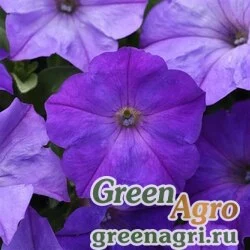 Семена Петуния ампельная гибридная (Petunia x hybrida) "Wave F1" (blue) pelleted 500 шт.