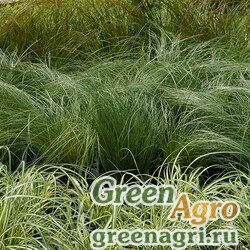 Семена Осока власовидная (Carex comans) "Amazon Mist" (green) multi-pelleted 100 шт.