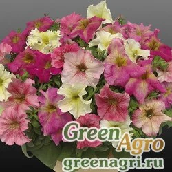 Семена Петуния ампельная гибридная (Petunia x hybrida) "Capri F1" (fashion) raw 1000 шт.
