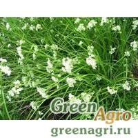 Семена Ожика снежно-белая (Luzula nivea) "LUCIUS" (GREEN) multi-pelleted 100 шт.