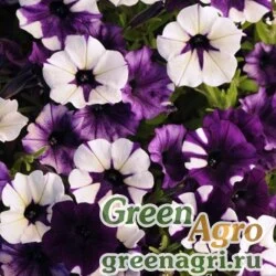 Семена Петуния ампельная гибридная (Petunia x hybrida) "Shock Wave F1" (purple tie-dye) pelleted 1000 шт.