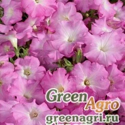Семена Петуния многоцветковая (Petunia multiflora) "Celebrity F1" (morn mix) pelleted 1000 шт.