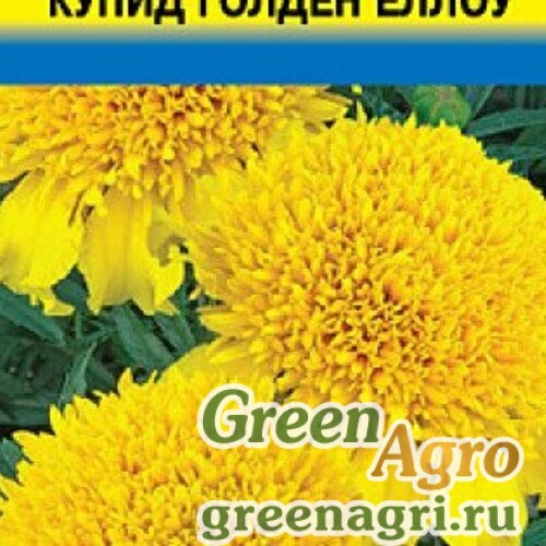 Бархатцы Купид