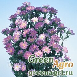 Семена Астра Серенада Блю типпед Вайт 2500шт