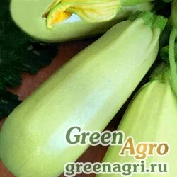 Семена Кабачок Грибовские 37 (упак-50 гр.)