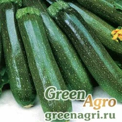 Семена Кабачок Аэронавт (упак-50 гр.)