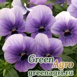 Семена Виола Вильямса (Viola x williamsii) "Velour" (blue blotch) raw Произв. 1000 шт.