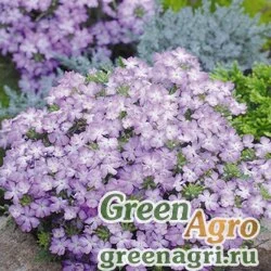 Семена Вербена гибридная (Verbena hybrida) "Tuscany F1" (lavender picotee) raw 1000 шт.