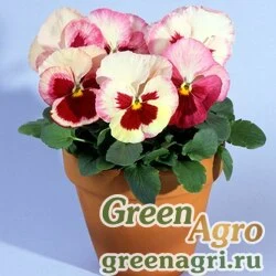 Семена Виола Виттрока (Viola wittrockiana) "Acquarelle F1" (strawberry orchid) raw 1000 шт.