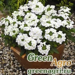 Семена Вербена гибридная (Verbena hybrida) "Tuscany F1" (white) raw 1000 шт.