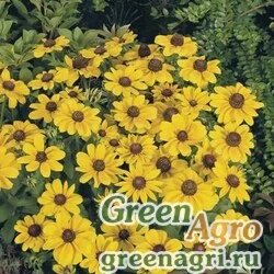 Семена Рудбекия волосистая (Rudbeckia hirta) "Toto" (gold) coated 1000 шт.