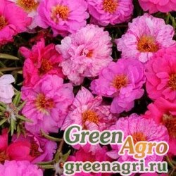 Семена Портулак крупноцветковый (Portulaca grandiflora) "Happy Hour" (mix pink passion) raw 1000 шт.