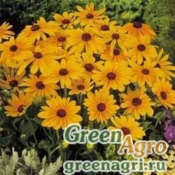Семена Рудбекия волосистая (Rudbeckia hirta) "Marmalade" гр 20 гр.