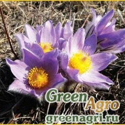 Семена Прострел большой (Pulsatilla grandis) 2 гр.