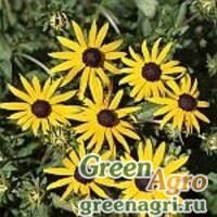Семена Рудбекия блестящая (Rudbeckia fulgida) "Goldsturm" (golden yellow) tuned 1000 шт. Семена Рудбекия блестящая (Rudbeckia fulgida) "Goldsturm" (golden yellow) tuned 1000 шт.