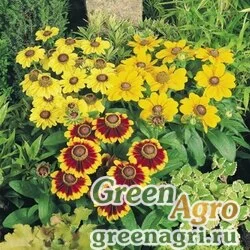 Семена Рудбекия волосистая (Rudbeckia hirta) "Toto" (mix) coated 1000 шт.