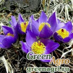 Семена Прострел Наттала (Pulsatilla nuttaliana) гр 3.5 гр.