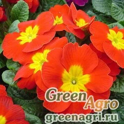Семена Примула бесстебельная (Primula acaulis) "Accord S1" (scarlet) 0.2 гр.