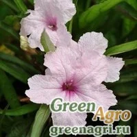 Семена Руэлия Бриттона (Ruellia brittoniana) "Southern Star" (pink) raw 100 шт.