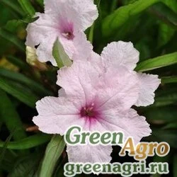 Семена Руэлия Бриттона (Ruellia brittoniana) "Southern Star" (pink) raw 100 шт.