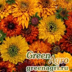 Семена Рудбекия волосистая (Rudbeckia hirta) "Moroccan Sun" гр 3 гр.