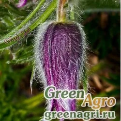 Семена Прострел поздний (Pulsatilla serotina) 1 гр.