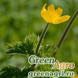 Семена Прострел золотистый (Pulsatilla aurea) 5 гр.