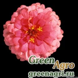 Семена Цинния изящная (Zinnia elegans) "Topolino" (salmon) raw 100 шт.